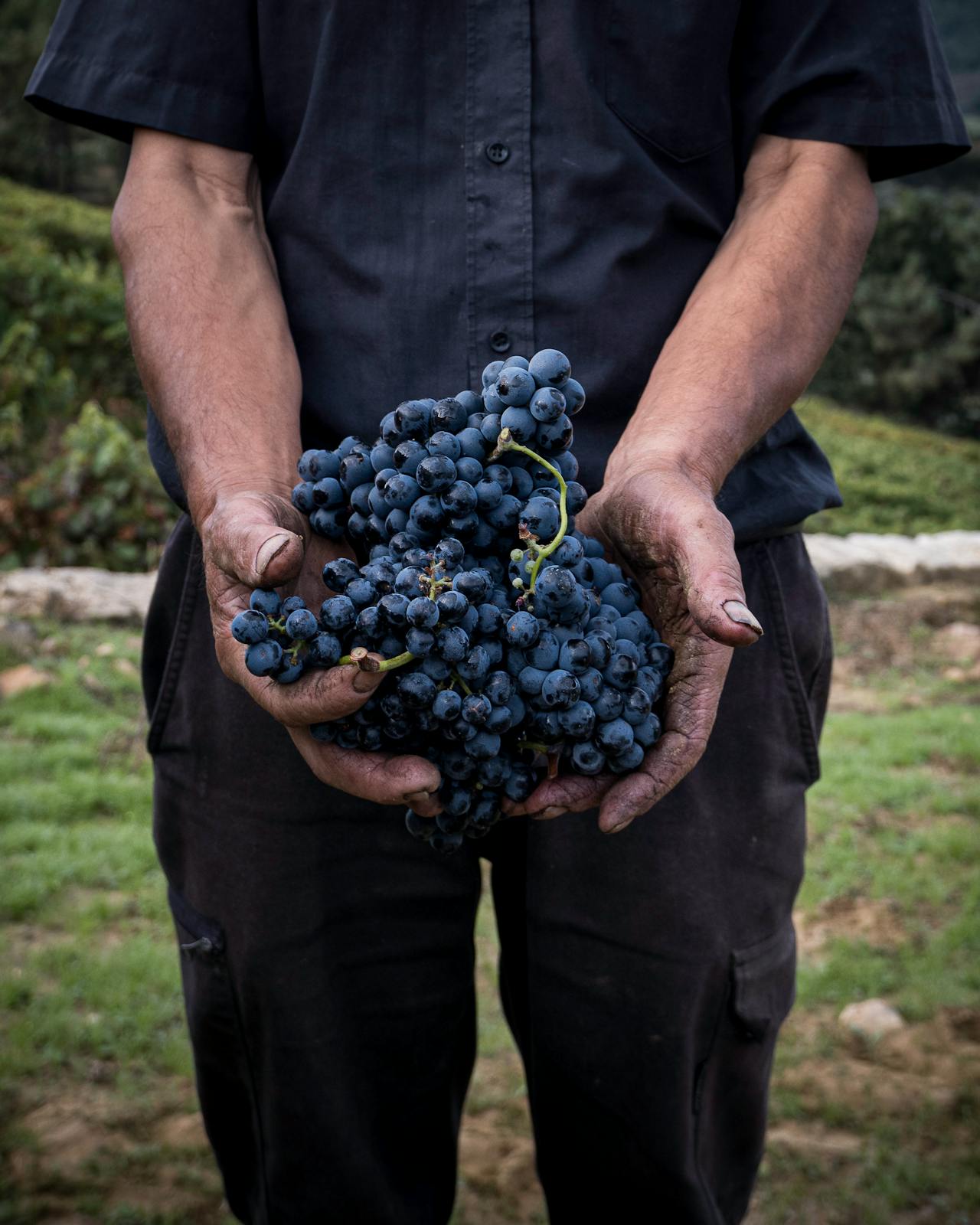 Grape harvest