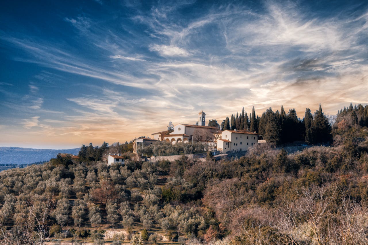 Olive groves